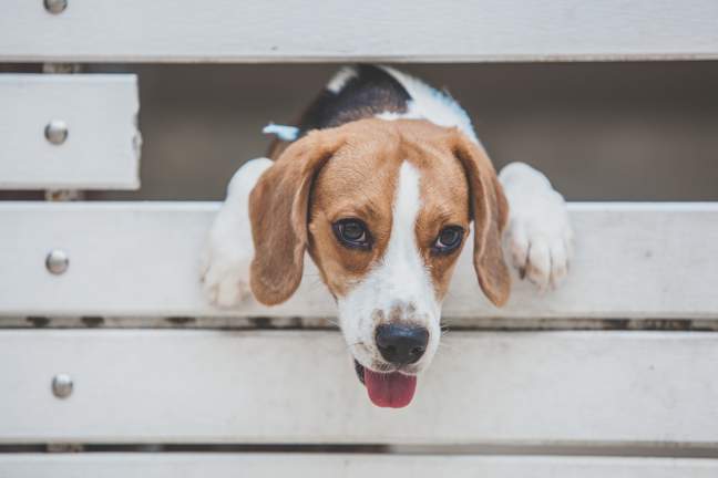 beagle dog peaking outside the fence; moving with your pets tips