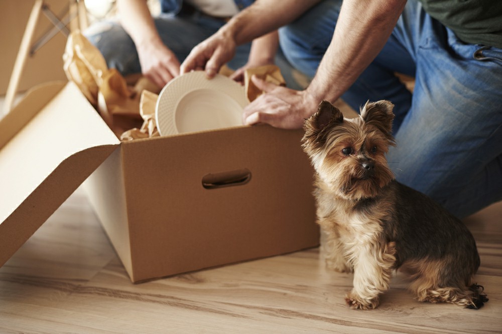 interstate removalists