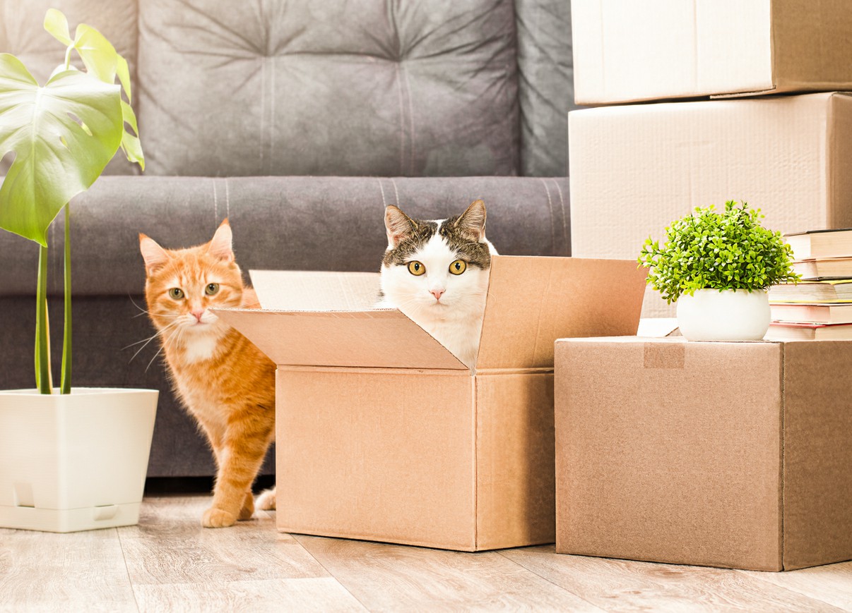 Choosing-a-Pet-Relocation-Service
