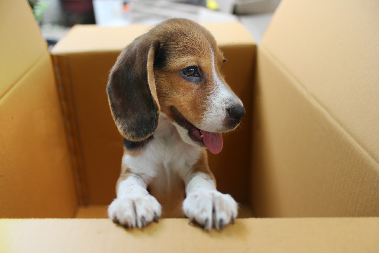 Preparing-Your-Pet-for-Relocation