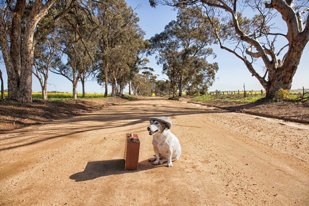 Relocating-Pets-to-Australia