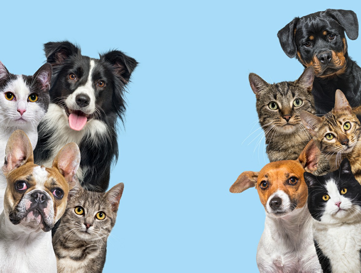 The Ultimate Guide to Relocating Your Pets: Australia, the US, and the UK