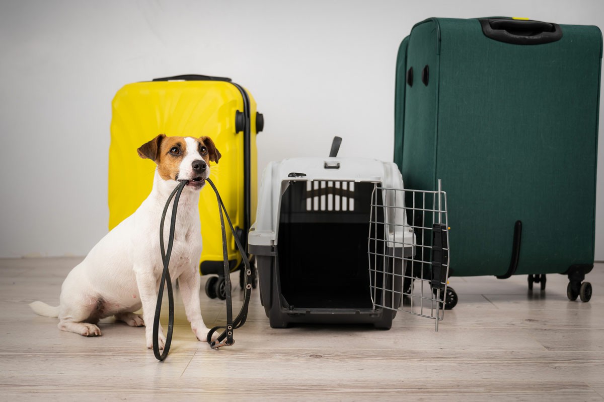 A cheerful dog sits beside a green suitcase and travel bags, ready for an adventure; Can I Take My Pet On My International Move