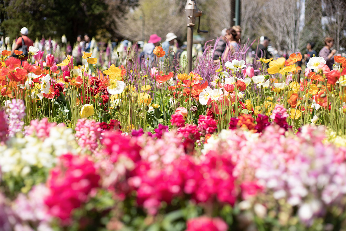 Toowoomba Carnival of Flowers