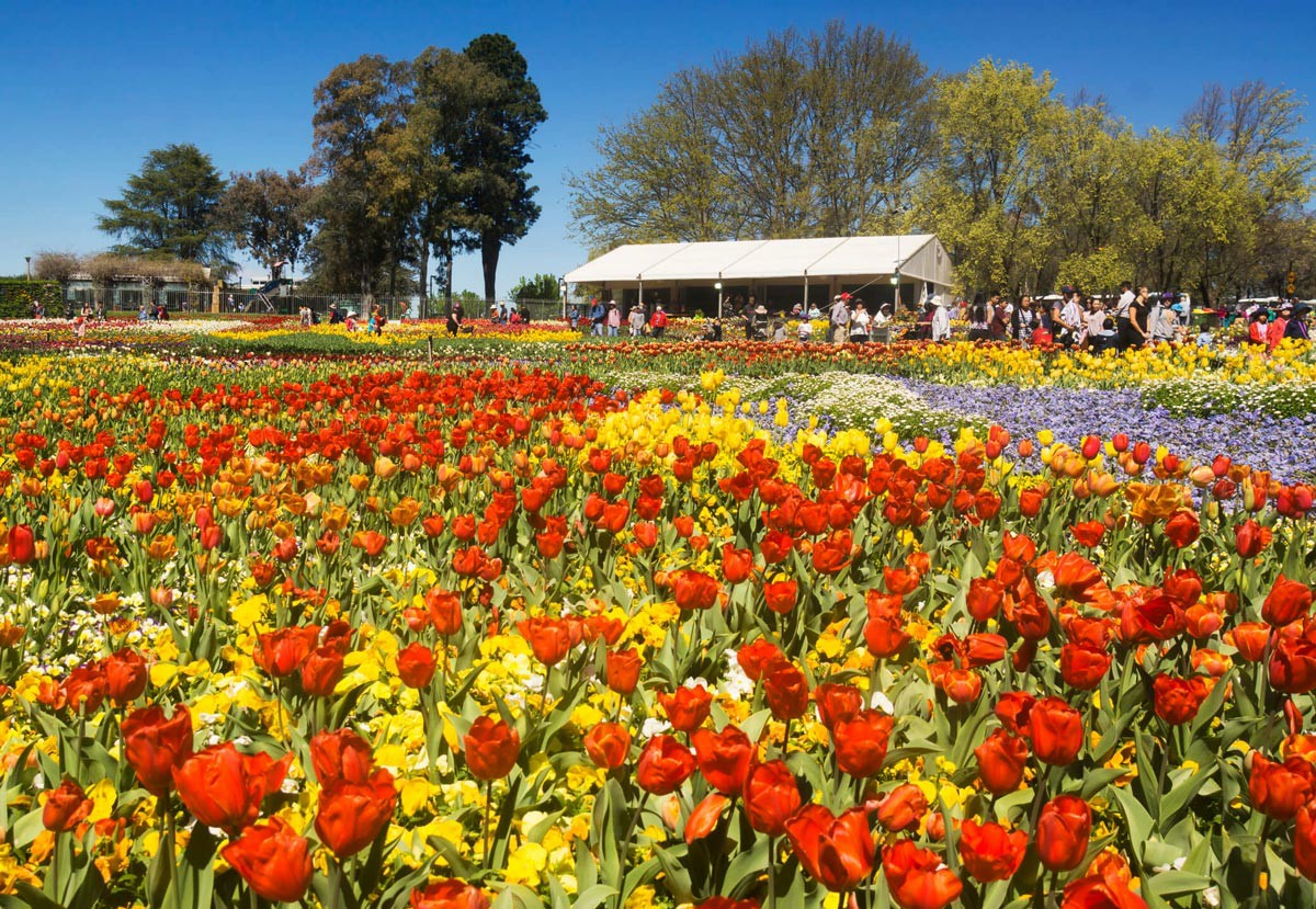 Services in  Canberra