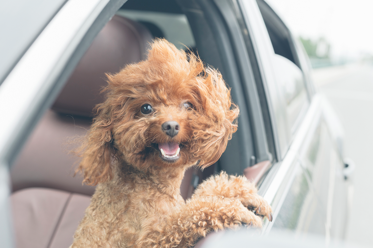 Dog in car window