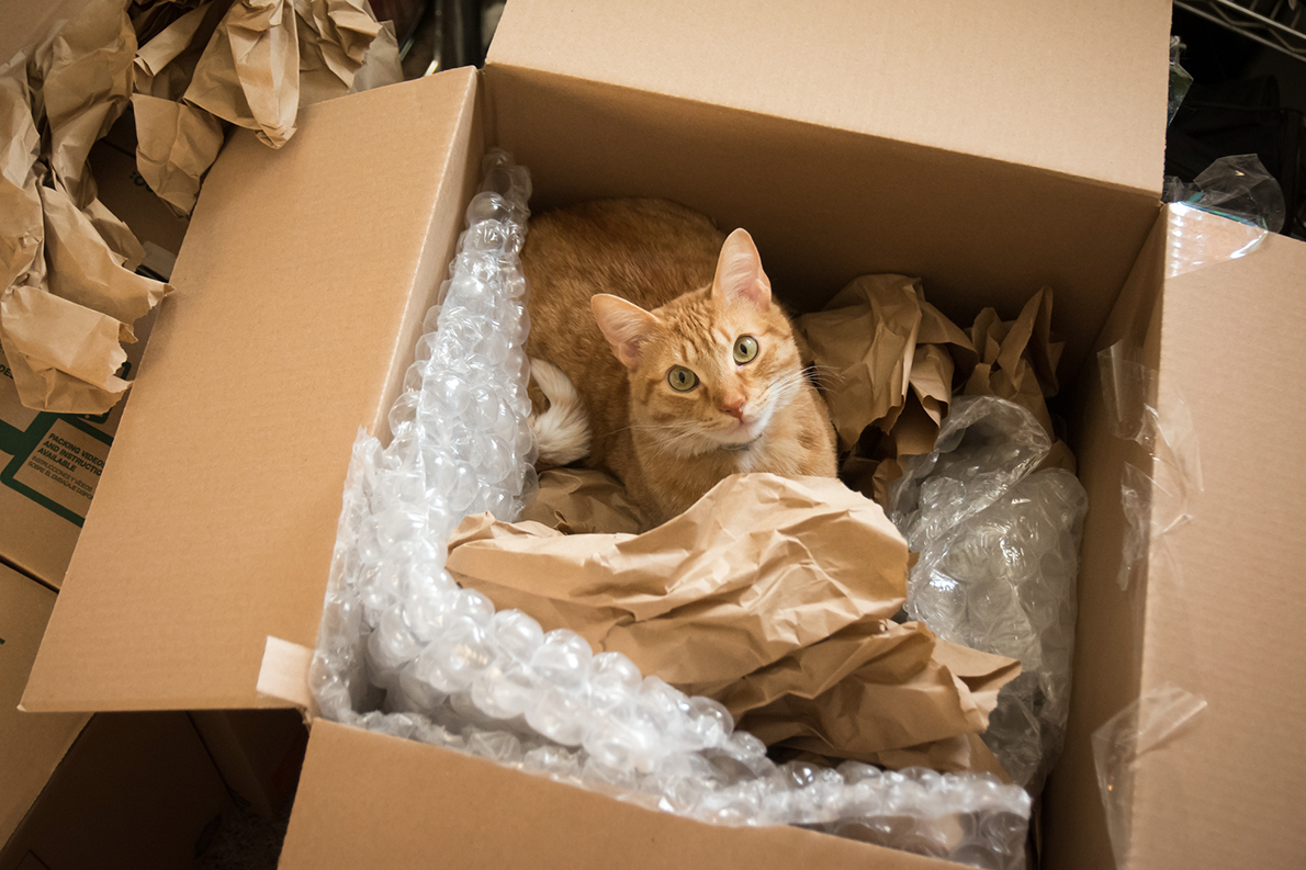 Cat in moving box