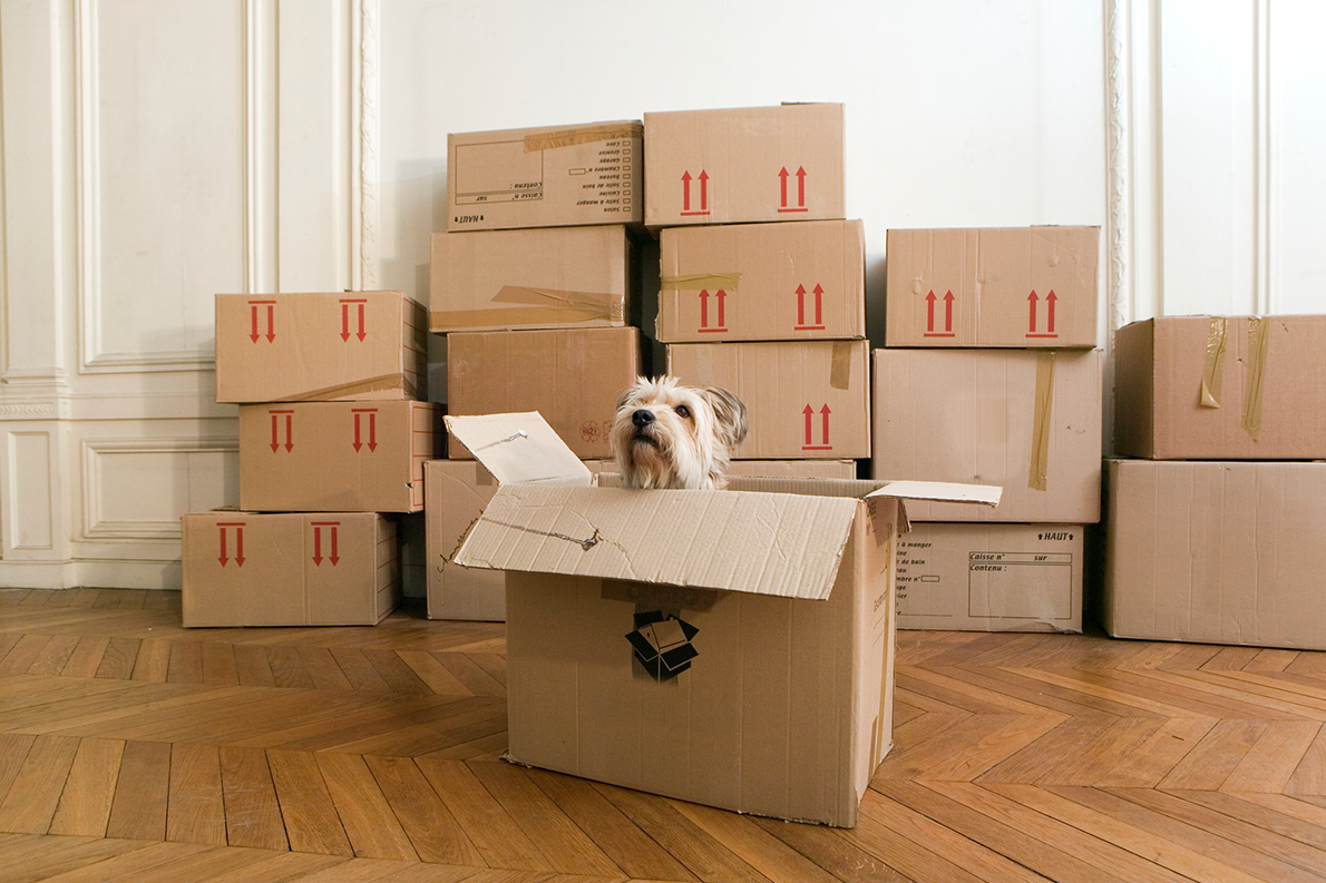 Dog in moving box