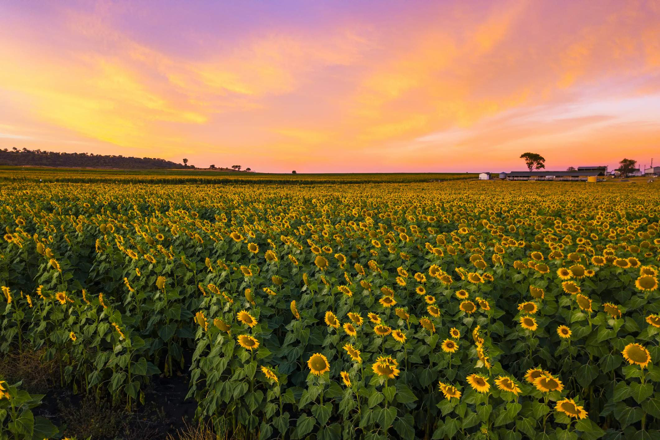 Sunflower field in Toowoomba