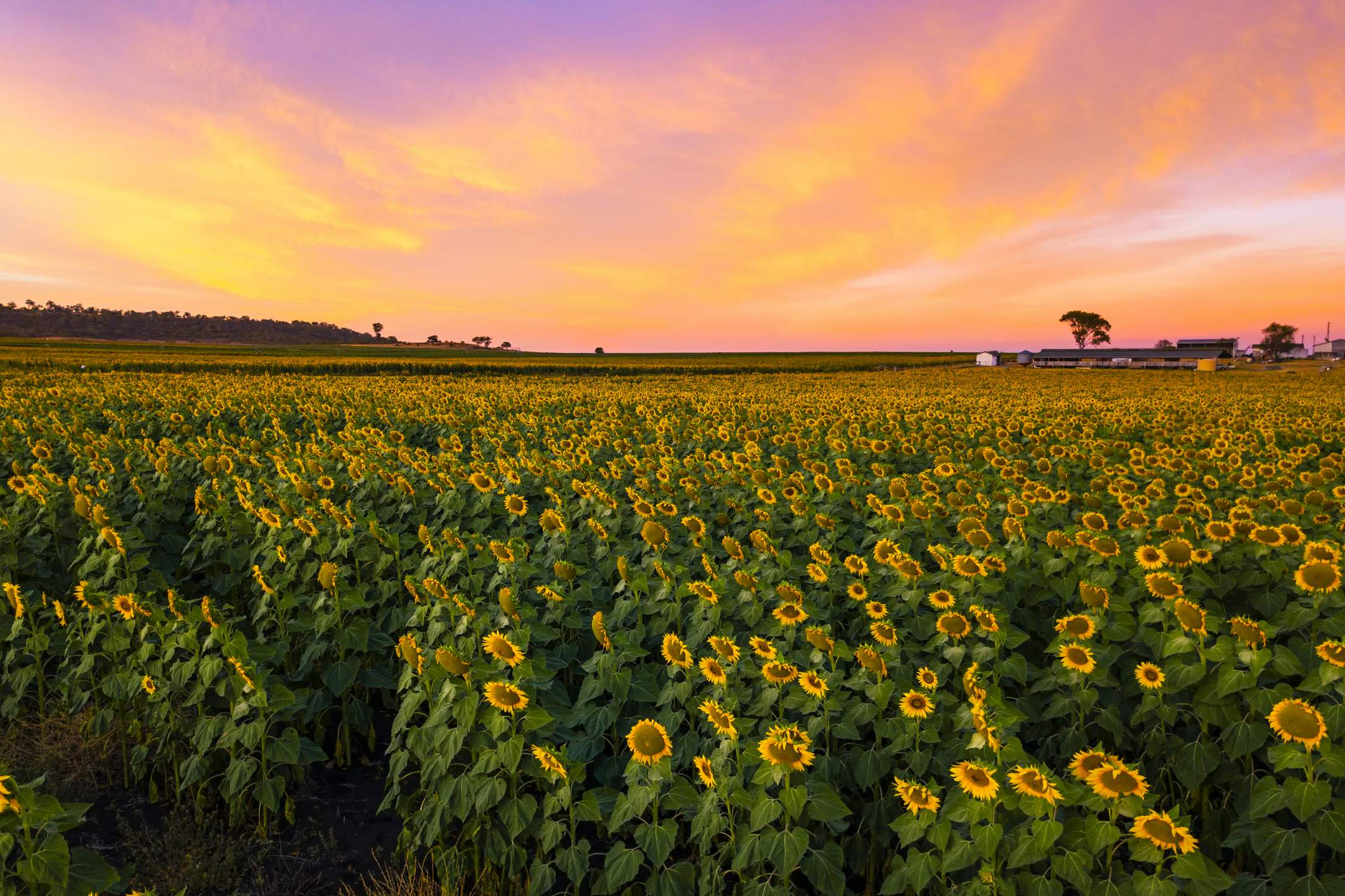 Sunflower field in Toowoomba Sunflower field in Toowoomba