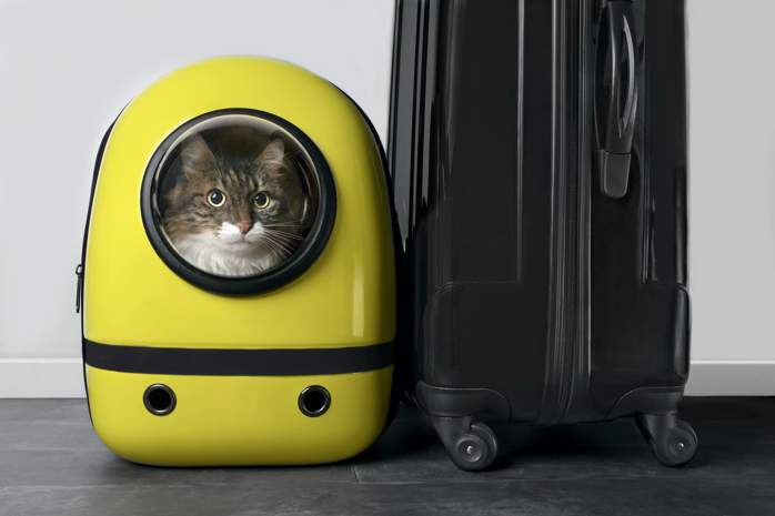 Cat Transport Australia Cat Transport Australia
