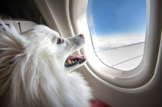 Dog Transport Australia Dog Transport Australia