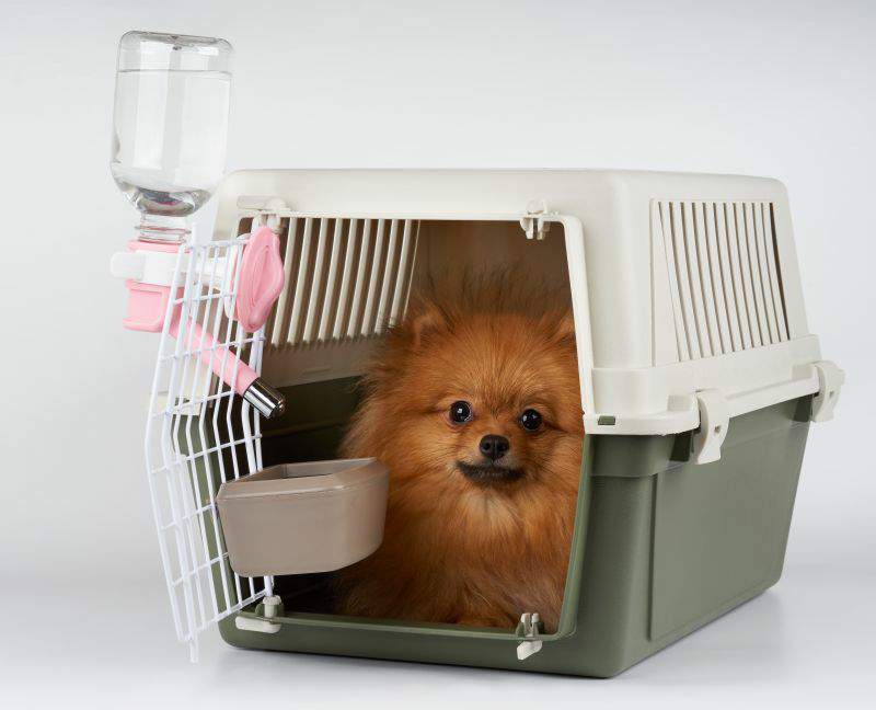 Interstate cheap pet travel