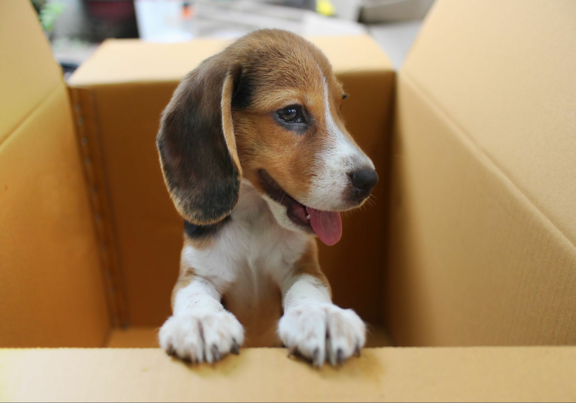 International pet relocation from Australia